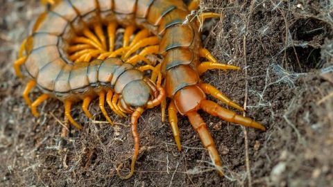 0_Scolopendra-cingulata