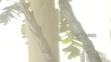 Los activistas de plantaron el lunes en las oficinas del DMV en el sur del centro de LA. (Suministrada)