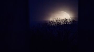 La Luna detrás del Arboreto Nacional de EEUU el 31 de enero de 2018 en Washington.