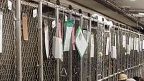 Increíble iniciativa para celebrar el 4 de julio.