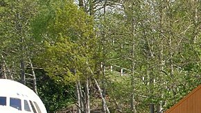 Este Mazda RX-4 no fue el que se encontró en Alaska pero con algo de restauración pudiera lucir idéntico