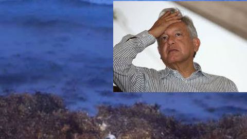 AMLO niega que sargazo es un problema y mientras cientos de tortugas mueren