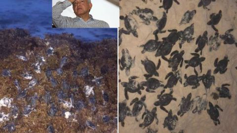 AMLO niega que sargazo es un problema y mientras cientos de tortugas mueren