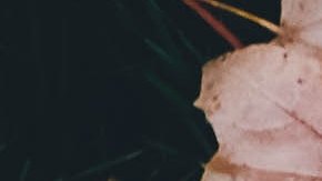 pérdida de audición