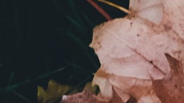 pérdida de audición