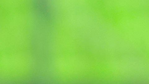 Tras la traición de traer a Oribe Peralta, emblema del América, a Chivas; ahora la directiva del rebaño confirmó la llegada de Antonio “Pollo” Briseño como refuerzo para la siguiente temporada.