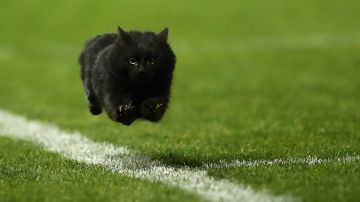 Un gato se saltó al terreno de juego en pleno partido de la Leagues Cup.