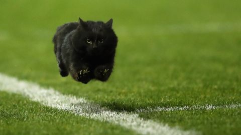 Un gato se saltó al terreno de juego en pleno partido de la Leagues Cup.
