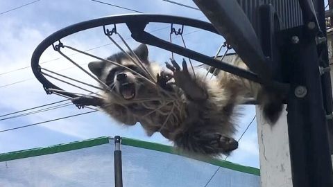 Mapache quedó atrapado en red de baloncesto.