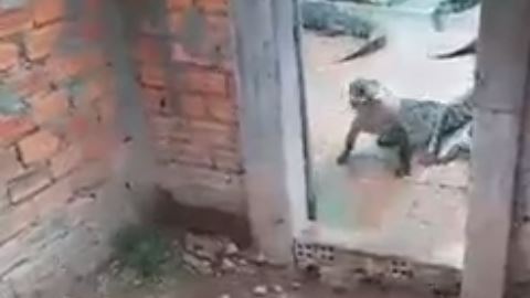 El cocodrilo traía en el hocico el cráneo de la menor.