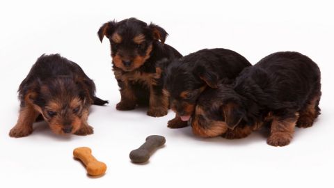 Aún no se sabe cómo, pero estos alimentos podrían estar provocando enfermedades del corazón a los perros.