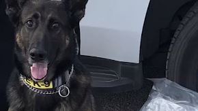 El perro policía Evo hace de la suyas y descubre drogas, armas y dinero.