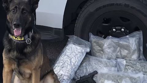 El perro policía Evo hace de la suyas y descubre drogas, armas y dinero.
