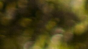 Lawton Wilburn, agricultor en granjas cerca de Warwick, Georgia. (Mike Kan/Casey Foundation)