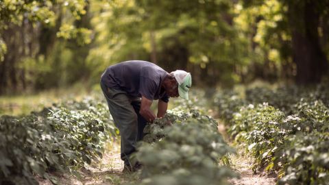 Lawton Wilburn, agricultor en granjas cerca de Warwick, Georgia. (Mike Kan/Casey Foundation)
