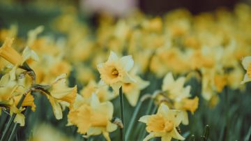 Daffodil Hill Narciso