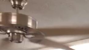 Casi todos los gatos del albergue se encontraban fuera de sus jaulas.