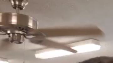 Casi todos los gatos del albergue se encontraban fuera de sus jaulas.