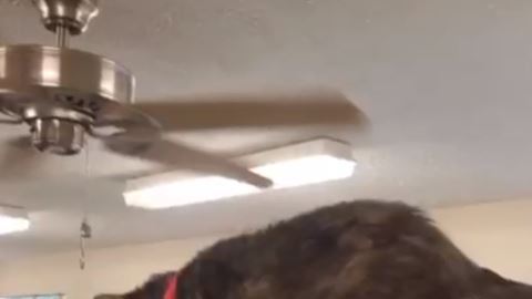 Casi todos los gatos del albergue se encontraban fuera de sus jaulas.