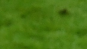 Una de las carreras más prometedoras de un director técnico comenzó el día de hoy.