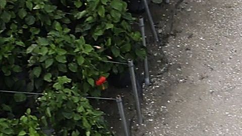 En Florida hay al menos 40,000 trabajadores agrícolas inmigrantes.