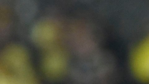 América es el equipo que más veces ha ganado la Liga MX.