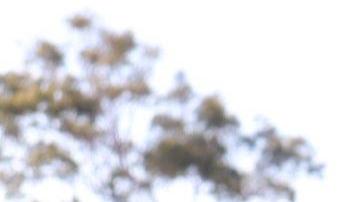 Stephanie Castañeda Pérez se graduó en junio de la escuela Harbor Teacher Preparatory Academy en Wilmington. (suministrada)