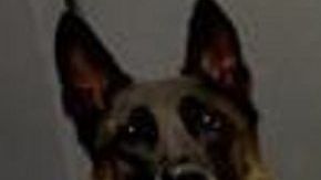 En la últimas semanas, "Jax" ayudó en operativos contra el narco.