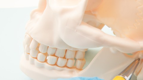 mandibula