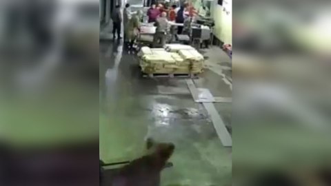 Se cree que el animal fue atraído por el olor a pescado.
