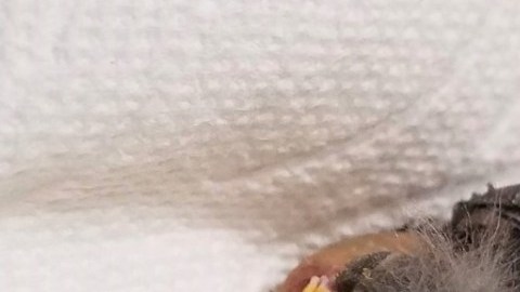 Pajarito herido fue llevado en Uber al veterinario.