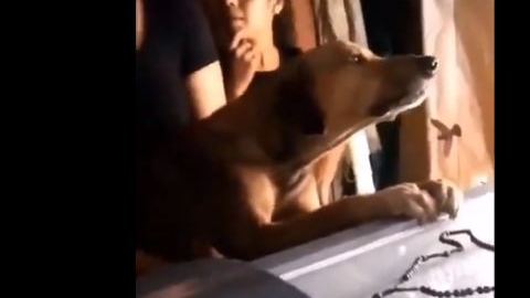 El perro no paró de llorar durante el velorio de su dueño.