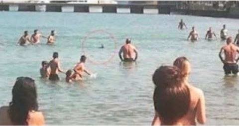Los turistas creyeron que se trataba de un tiburón.
