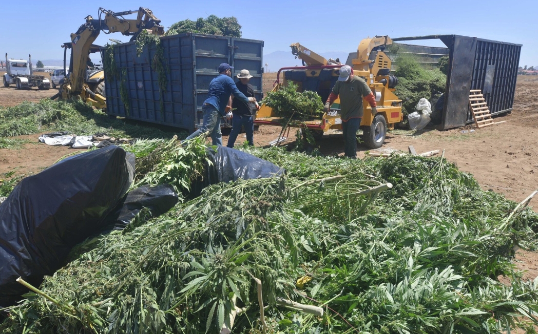 En el operativo se confiscaron 47.939 plantas de marihuana.