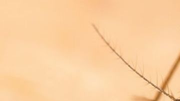 mosquito malaria