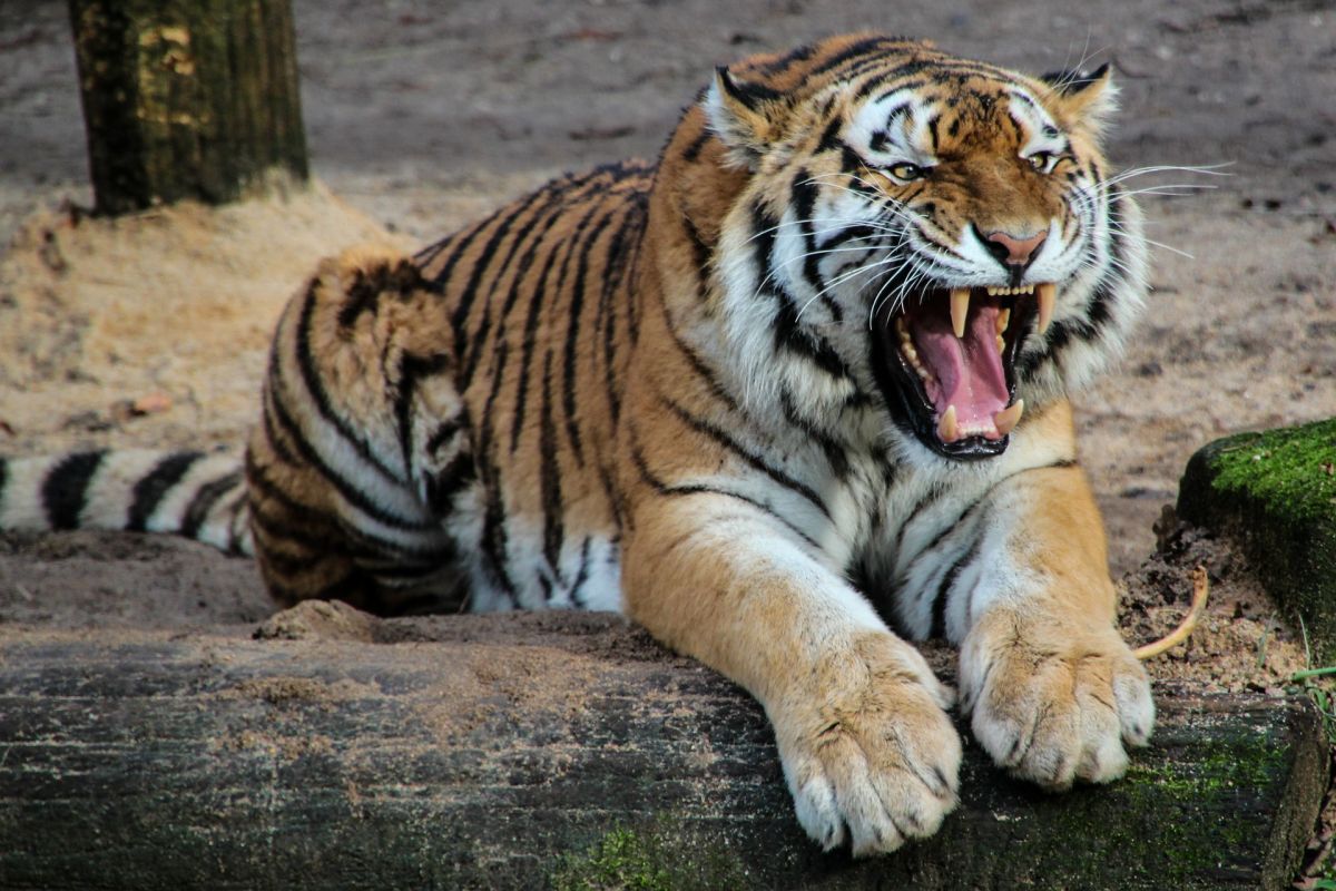 Los tigres estuvieron jugando por más de media hora con el cuerpo del domador.