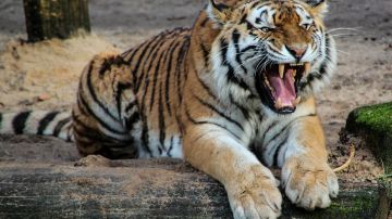 Los tigres estuvieron jugando por más de media hora con el cuerpo del domador.