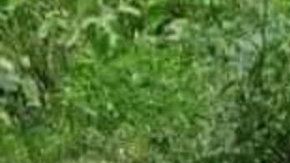 VIDEO Los Viagras cumplen su palabra ya comenzaron a matar a los del CJNG