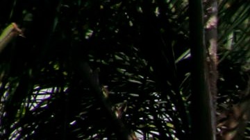 Muchas familias han optado por vivir en sus vehículos en L.A.