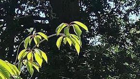 0_PAY-Gemma-Downeys (1)