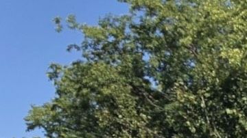 Personal de algunas tiendas fue evacuado del 'mall'.