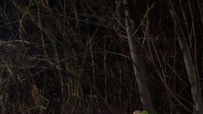 Leona de montaña P-35 en las montañas de Santa Susana.