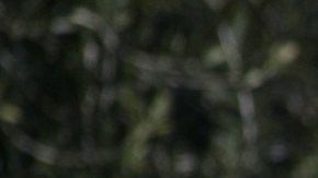 miles de sus pequeños robots cúbicos equipados con seis ruedas y un banderín circularán por 100 universidades de Estados Unidos el próximo año.