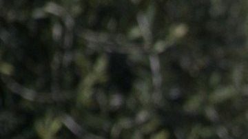 miles de sus pequeños robots cúbicos equipados con seis ruedas y un banderín circularán por 100 universidades de Estados Unidos el próximo año.