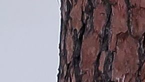 PGA Tour informó que el juego quedó suspendido tras la tormenta eléctrica