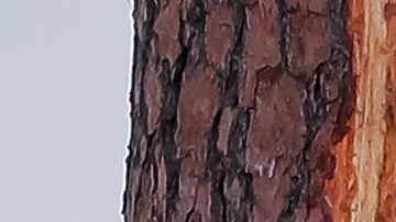 PGA Tour informó que el juego quedó suspendido tras la tormenta eléctrica