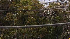 Una casa rústica con toldo azul sobre el techo para protección en Ponce, en la costa sur de Puerto Rico.