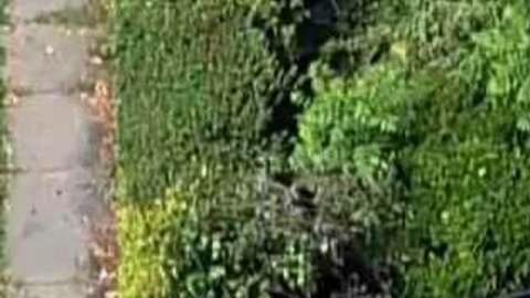 El vehículo dañó la residencia en North Planfield