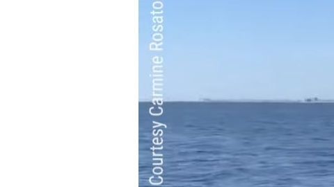 El cetáceo muerto