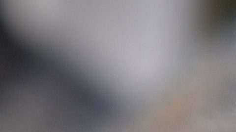 Pide $30,000 por el animal.